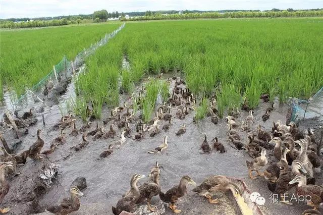 哪种富硒大米好(富硒大米好在哪)-硒宝网