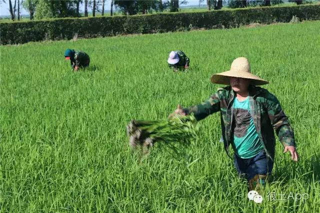 哪种富硒大米好(富硒大米好在哪)-硒宝网