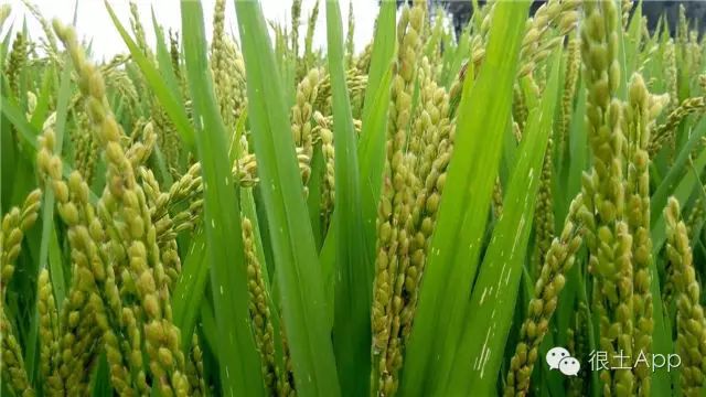 哪种富硒大米好(富硒大米好在哪)-硒宝网