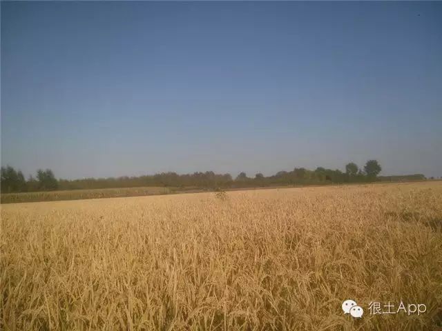 哪种富硒大米好(富硒大米好在哪)-硒宝网