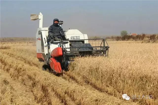 哪种富硒大米好(富硒大米好在哪)-硒宝网