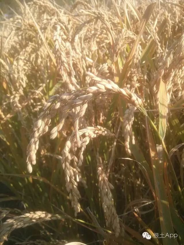 哪种富硒大米好(富硒大米好在哪)-硒宝网