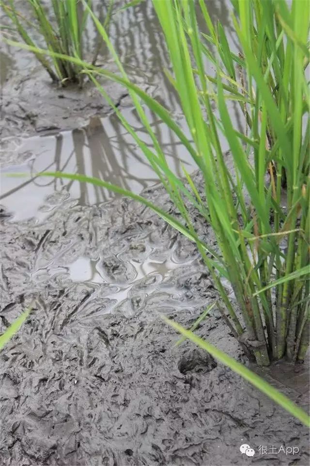 哪种富硒大米好(富硒大米好在哪)-硒宝网