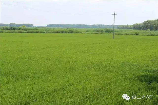 哪种富硒大米好(富硒大米好在哪)-硒宝网