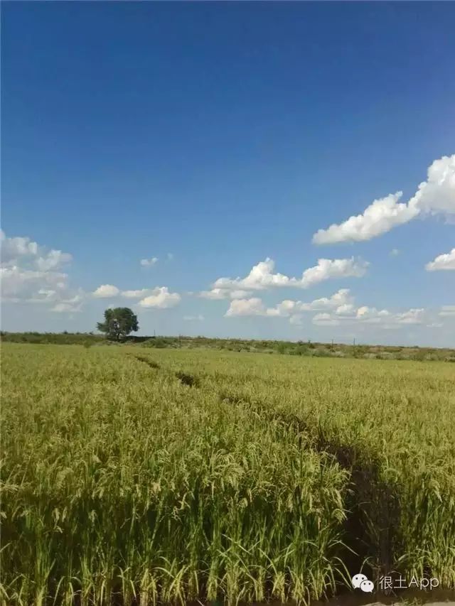 哪种富硒大米好(富硒大米好在哪)-硒宝网