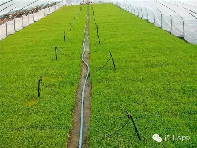 哪种富硒大米好(富硒大米好在哪)-硒宝网