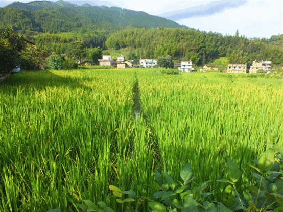 富硒大米很吃水(大米吃富硒水会胖吗)-硒宝网