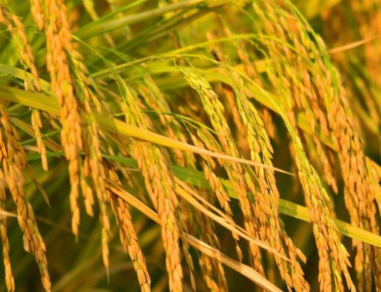 富硒大米可靠吗（大米可靠富硒食品吗）-硒宝网