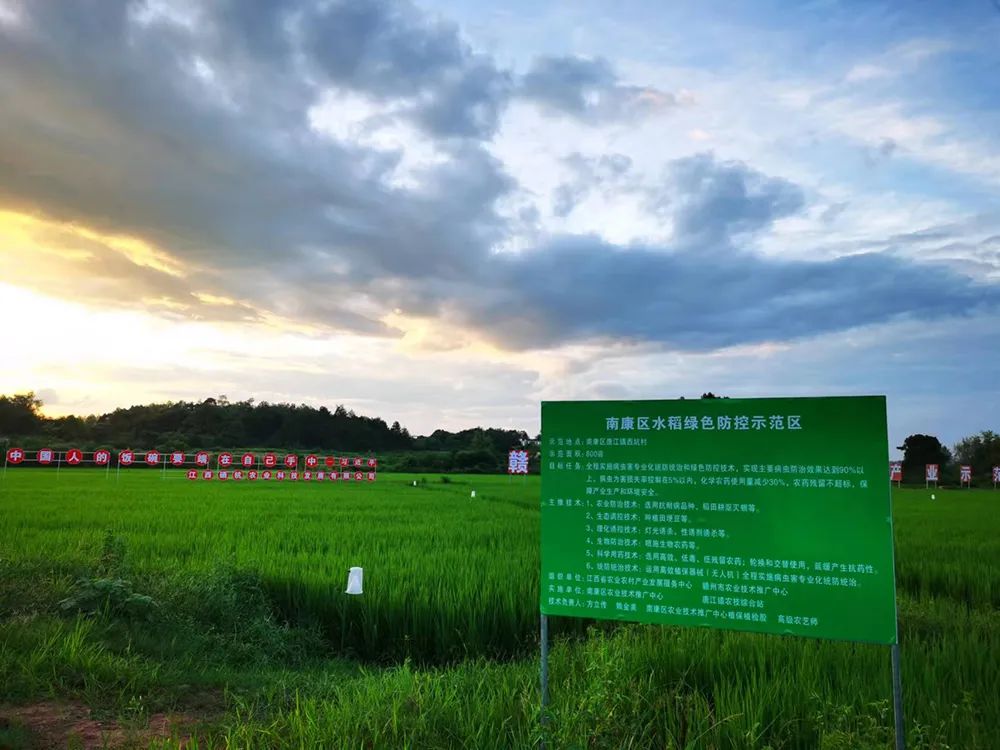西坑香富硒大米（富硒香米好吗）-硒宝网