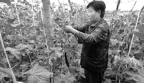 富硒大米壮阳吗(富硒大米可以防癌吗)-硒宝网