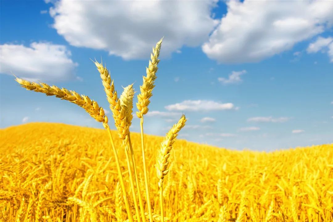 富硒大米可靠吗(富硒大米能补硒吗)-硒宝网