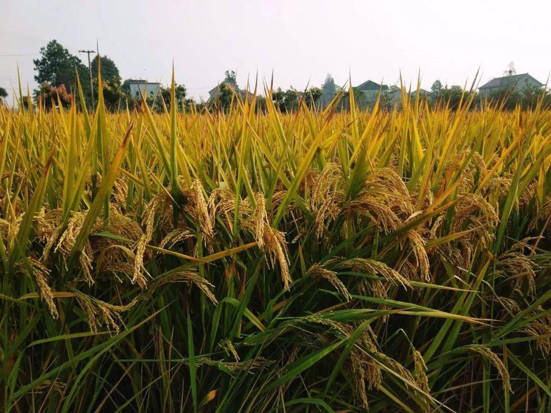 奇峰村富硒大米（富硒大米厂家）-硒宝网
