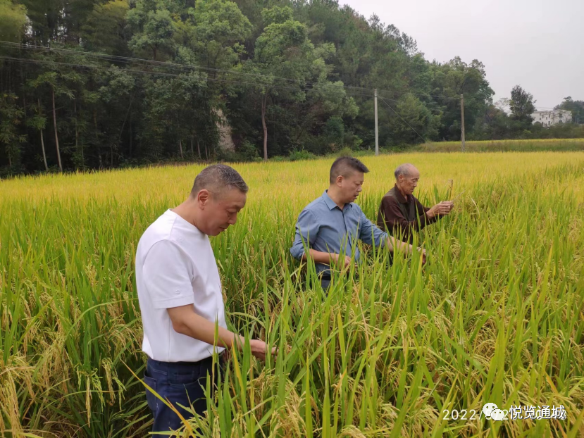 富硒大米可靠吗（富硒的大米）-硒宝网