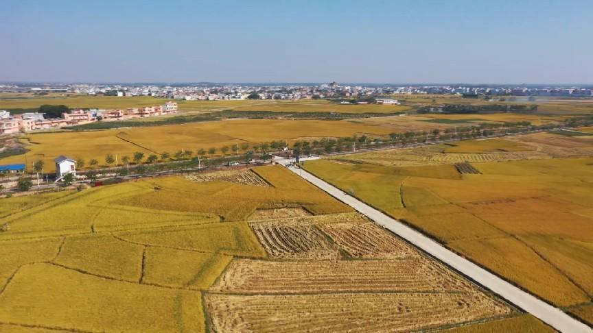 淮北富硒香大米(安徽富硒大米)-硒宝网