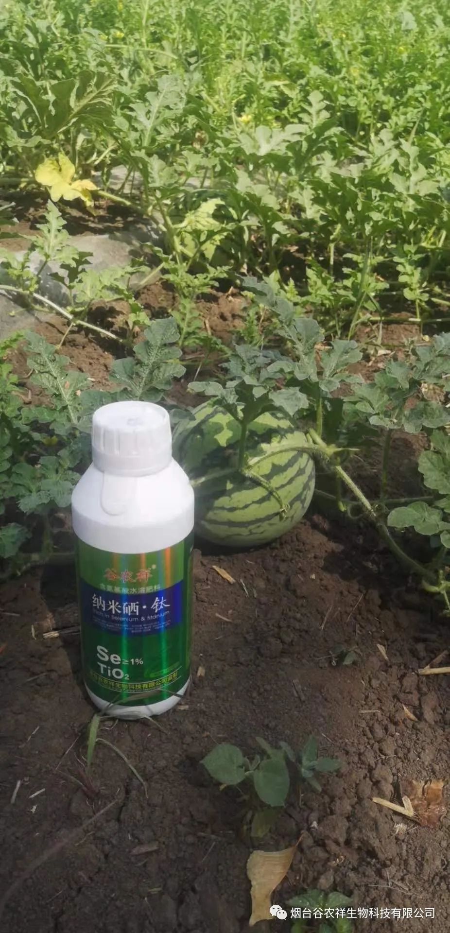 富硒大米的限制(大米限制富硒含量吗)-硒宝网