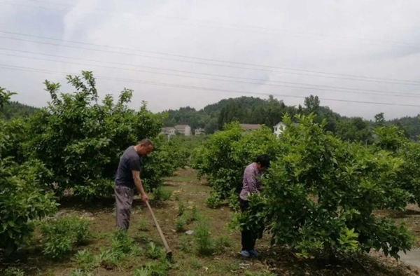 夫妻树富硒大米（富硒大米产地）-硒宝网