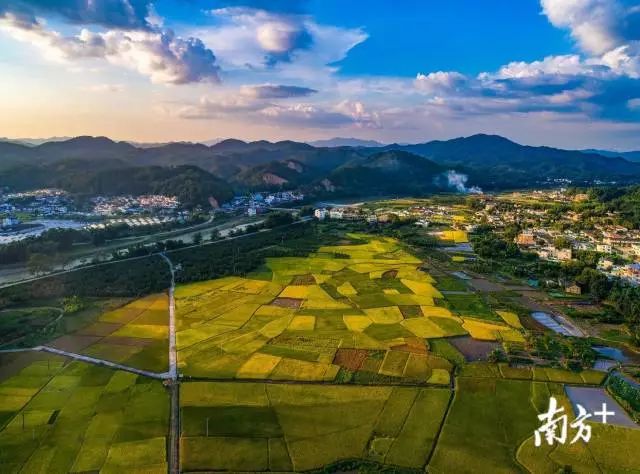 富硒大米蕉岭镇（富硒大米多少钱一公斤）-硒宝网