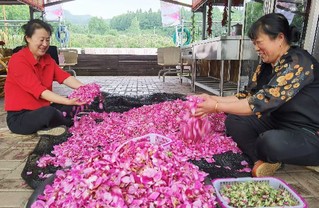 吉林富硒大米姐（东北富硒大米）-硒宝网