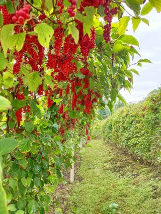 吉林富硒大米姐（东北富硒大米）-硒宝网