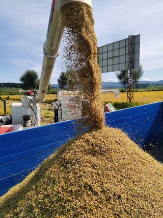 吉林富硒大米姐（东北富硒大米）-硒宝网