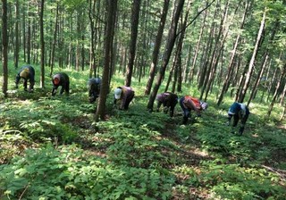 吉林富硒大米姐（东北富硒大米）-硒宝网