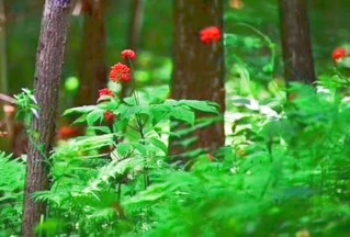 吉林富硒大米姐（东北富硒大米）-硒宝网