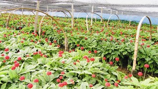 吉林富硒大米姐（东北富硒大米）-硒宝网