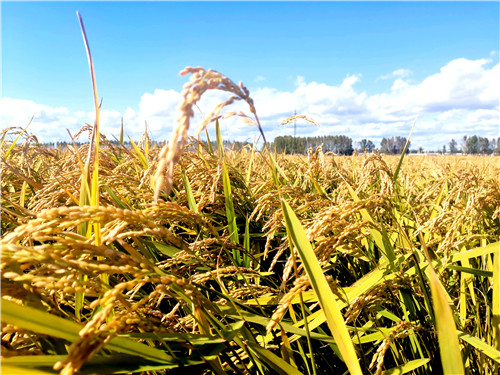 富硒大米 丰祥(富硒的大米)-硒宝网