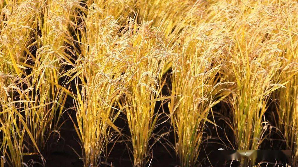 海伦产富硒大米（海伦富硒小米）-硒宝网