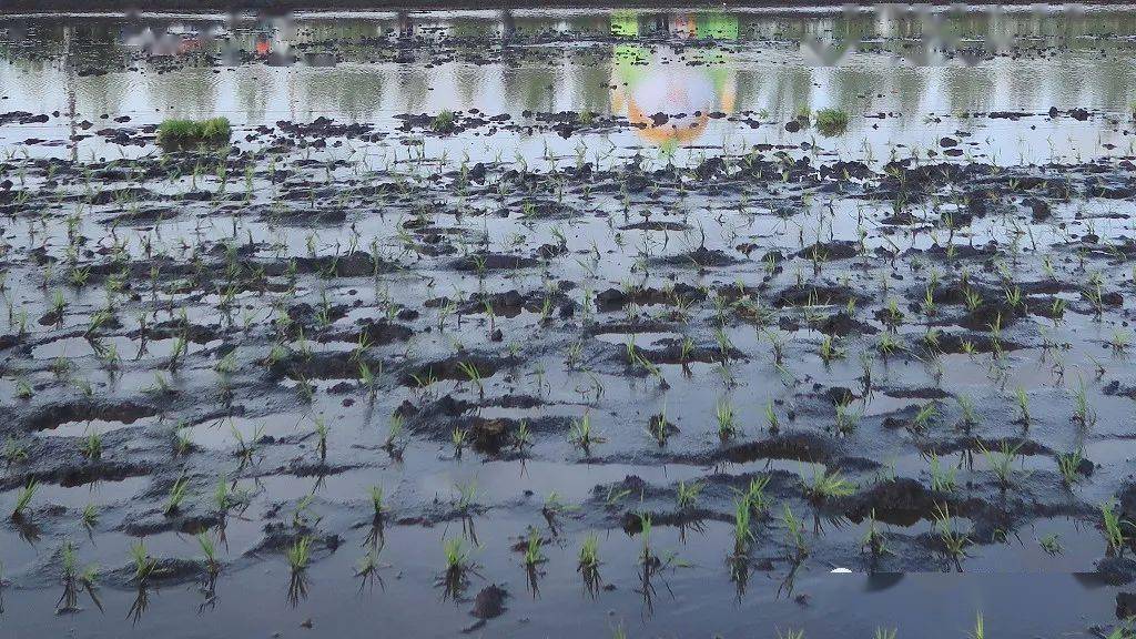 海伦产富硒大米（海伦富硒小米）-硒宝网