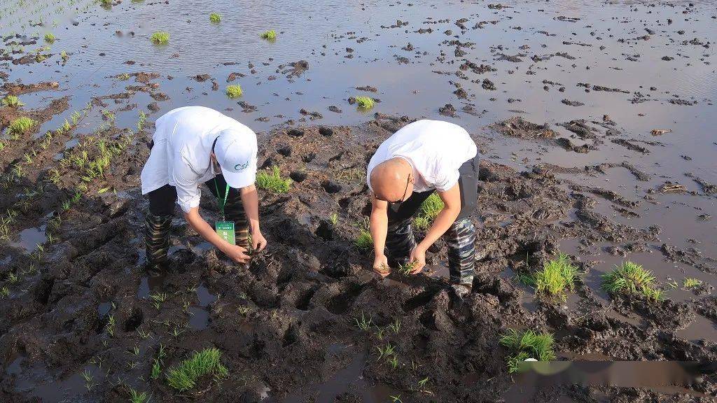 海伦产富硒大米（海伦富硒小米）-硒宝网