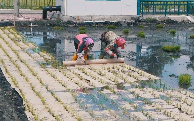 海伦产富硒大米（海伦富硒小米）-硒宝网