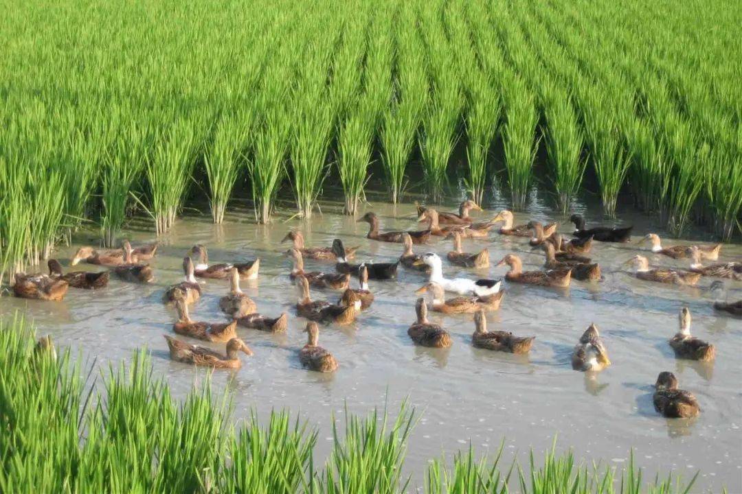 海伦产富硒大米（海伦富硒小米）-硒宝网