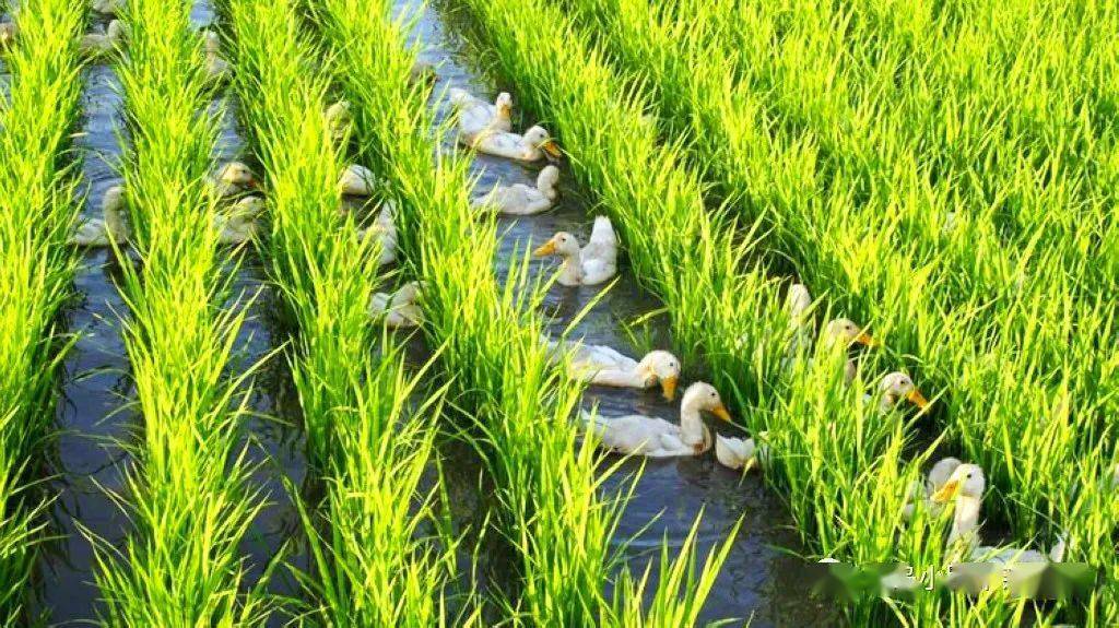 海伦产富硒大米（海伦富硒小米）-硒宝网