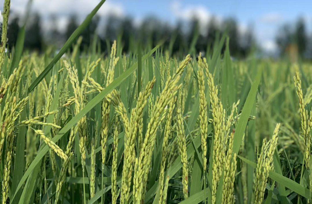 海伦产富硒大米（海伦富硒小米）-硒宝网