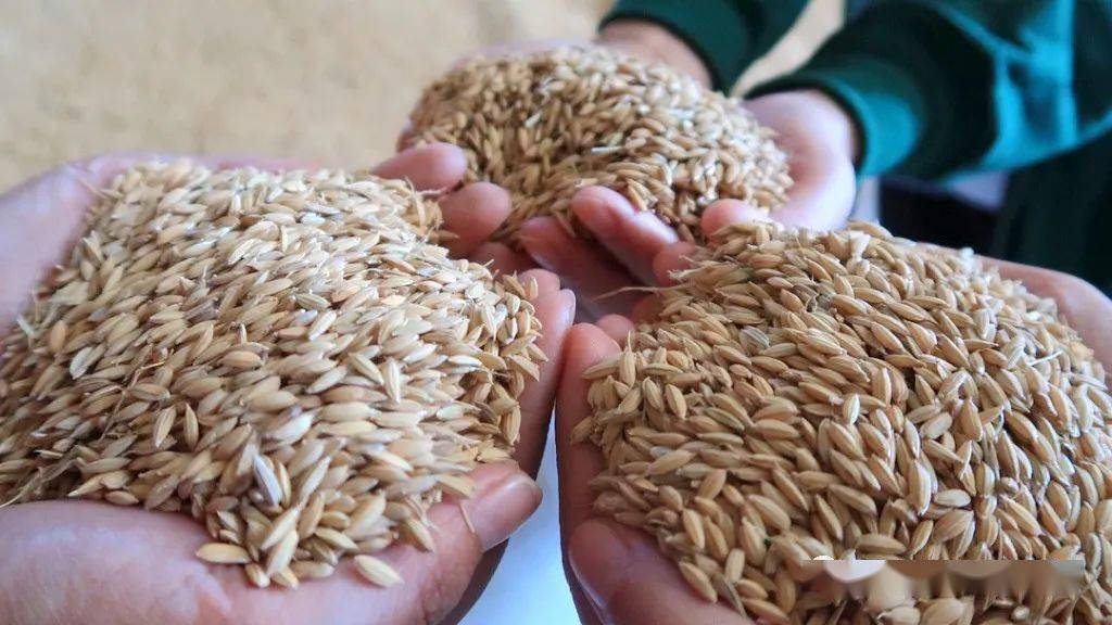 海伦产富硒大米（海伦富硒小米）-硒宝网