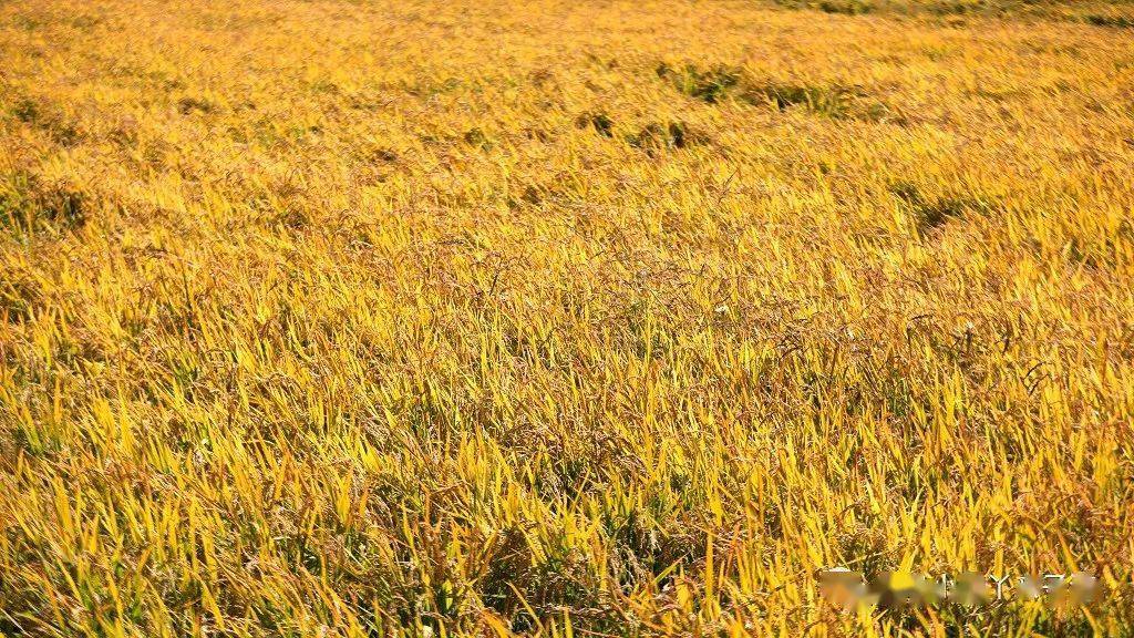 海伦产富硒大米（海伦富硒小米）-硒宝网