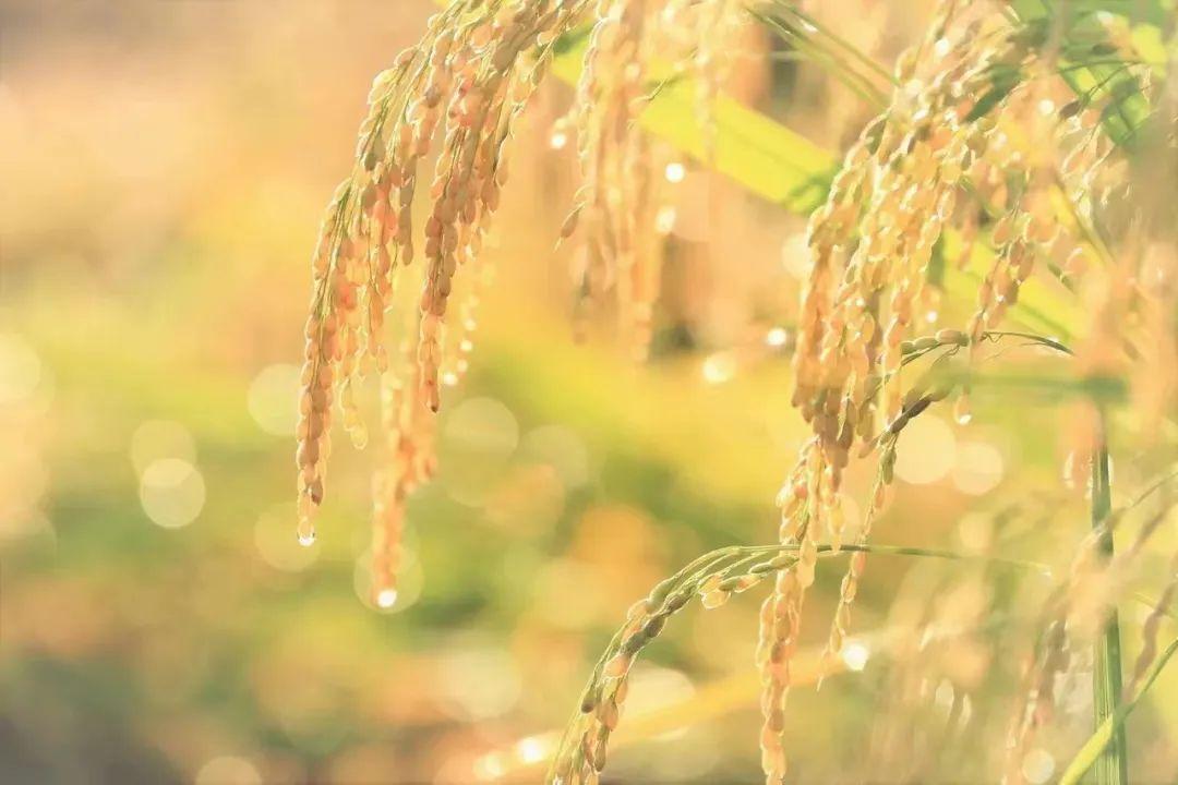 哪里富硒大米好（富硒大米含硒吗）-硒宝网