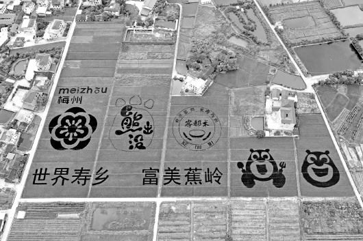 昭通富硒锌大米（锌硒钙大米）-硒宝网