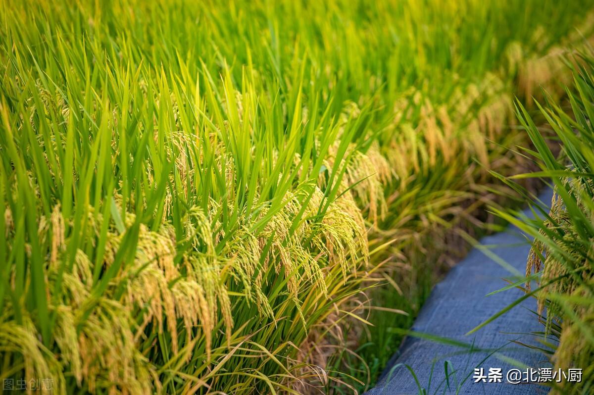 富硒大米的鉴别（富硒大米真假）-硒宝网