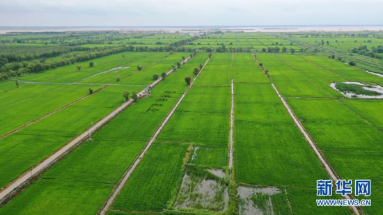 富硒田大米湖南（富硒优质大米）-硒宝网