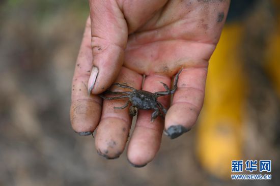 富硒田大米湖南（富硒优质大米）-硒宝网