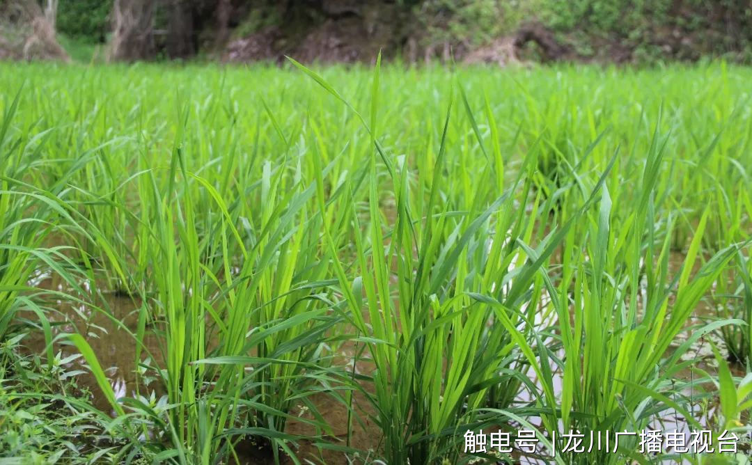 新希望富硒大米（富硒的大米）-硒宝网