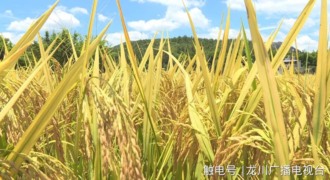 新希望富硒大米（富硒的大米）-硒宝网