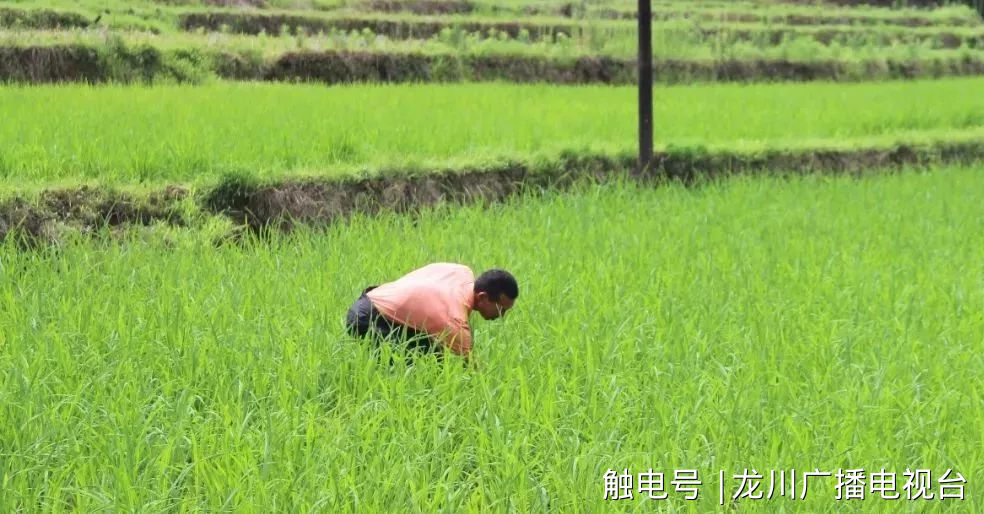 新希望富硒大米（富硒的大米）-硒宝网