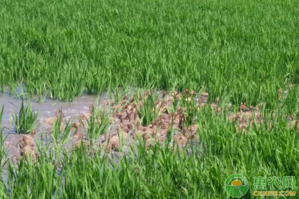 富硒田大米湖南(最好的富硒大米多少钱一斤)-硒宝网