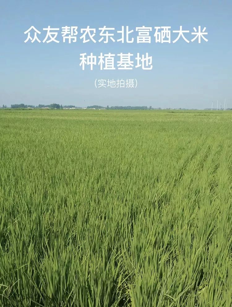 富硒哪家大米好(富硒大米好在哪)-硒宝网