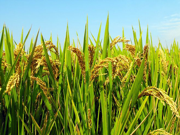 舟山富硒锌大米（富硒富锌大米）-硒宝网