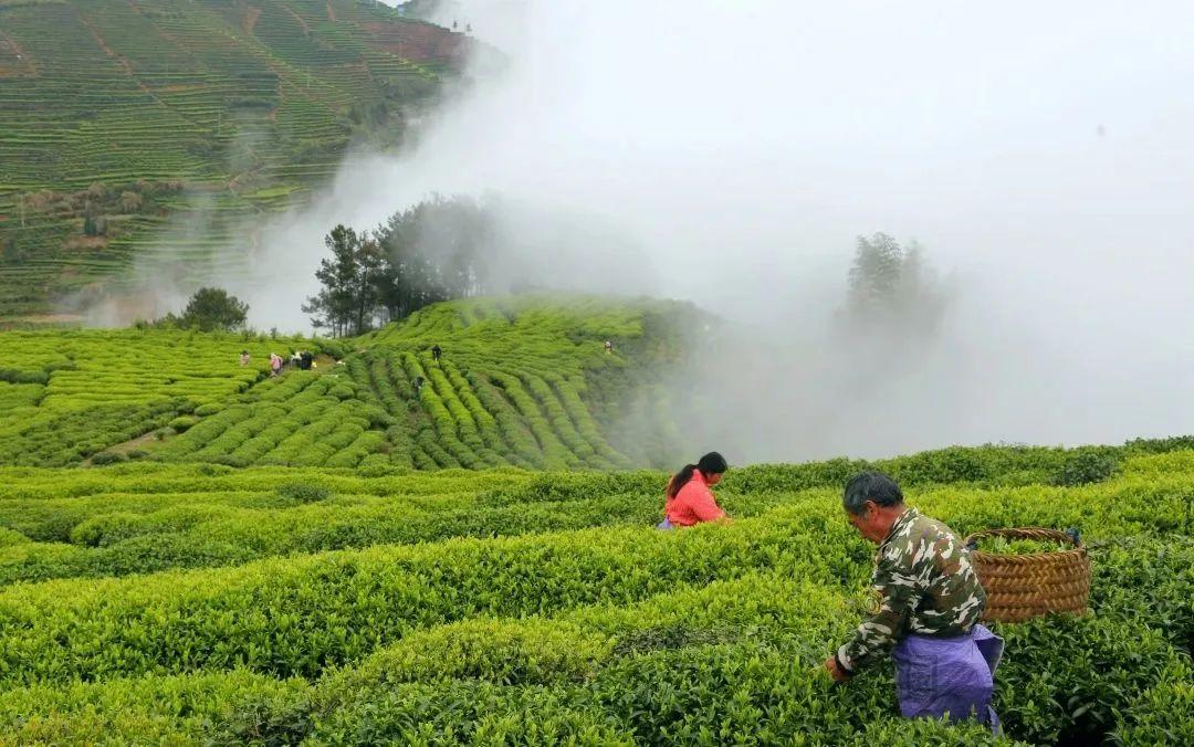 丽江富硒锌大米（锌硒大米有什么营养）-硒宝网