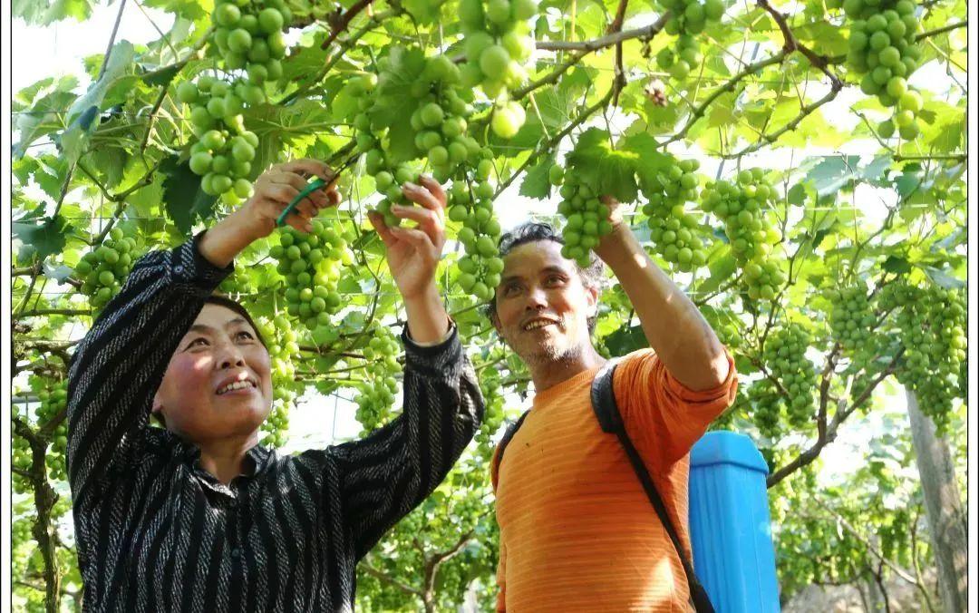 丽江富硒锌大米（锌硒大米有什么营养）-硒宝网